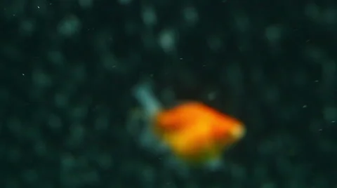 Goldfish in a bubble curtain 스톡 동영상 40661710