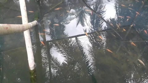 Goldfish cage system by utilizing river flow Stock Footage 122669784