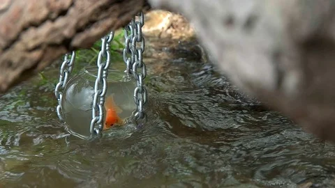 Goldfish on the chains in the aquarium on the Riverwalk Stock Footage 76527670