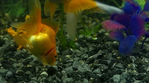 The goldfish cleans a bottom 動画素材 117046555