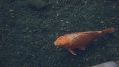 Goldfish in clear wave, in close up 库存影片 115283695