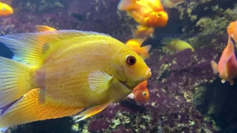 Goldfish close-up. A flock of golden fish on a coral reef. Lots of goldfish Stock Footage 199096355