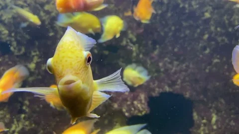 Goldfish close-up. A flock of golden fish on a coral reef. Lots of goldfish Stock Footage 204714871