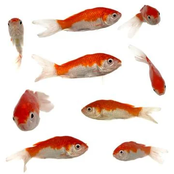 Goldfish collection Stock Photos