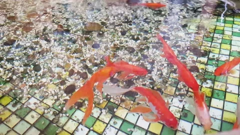 Goldfish comet swims in the pool. Pool with small pebbles on the bottom and Video stock 112208528