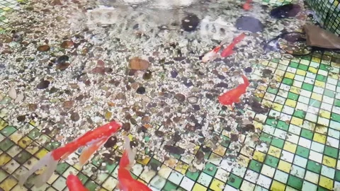 Goldfish comet swims in the pool. Pool with small pebbles on the bottom and Video stock 112578385