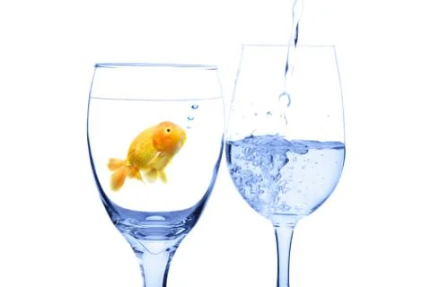 Goldfish concept Stock Photos