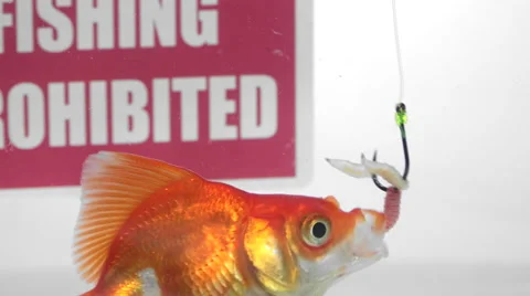 Goldfish eating bait in front of a panel Fishing prohibited 스톡 동영상 54710330