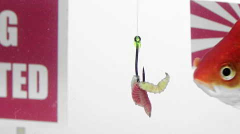 Goldfish eating bait in front of a panel Fishing prohibited Video stock 54712992