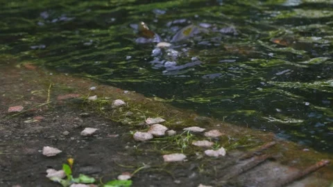 Goldfish eating spilled bread at shore jumping onto land. Carp fish feeding Stock Footage 313831574
