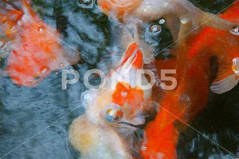 Goldfish emerge from the ripple water. Stock Photos