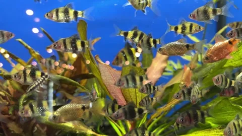 Goldfish in the fish tank Stock Footage 257222060