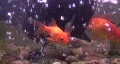Goldfish In Fishtank HD Footage