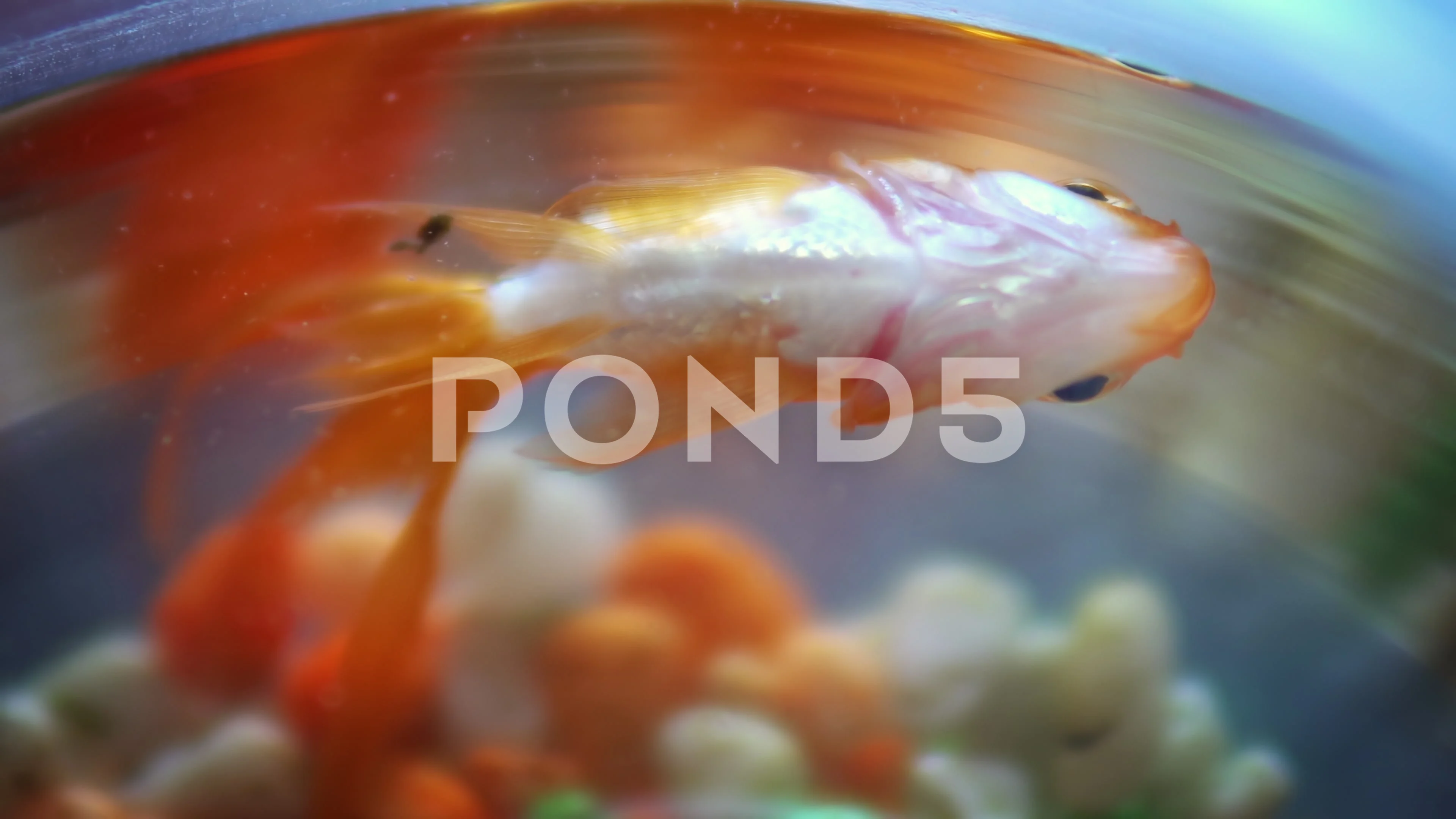 Goldfish floating dead in bowl, Stock Video