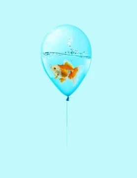 Goldfish fly in balloon . Mixed media, Gold fish swimming in blue balloons on Stock Photos