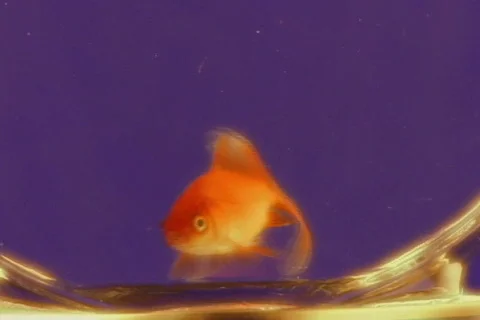 Goldfish Video stock 197810