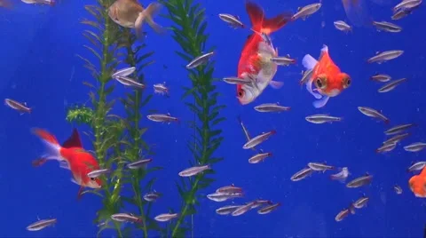 Goldfish Stock Footage 924234