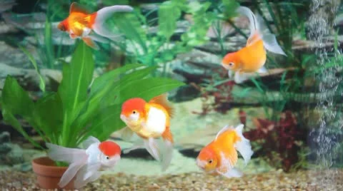 Goldfish Video stock 10684008