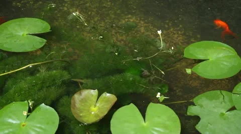 Goldfish Stock Footage 11205451