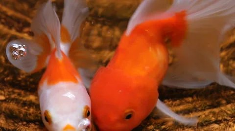 Goldfish Stock Footage 43539461