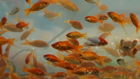 Goldfish 스톡 동영상 103642490