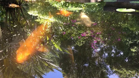 Goldfish Vídeos de archivo 105702510