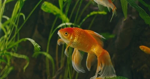 Goldfish Stock Footage 108569186