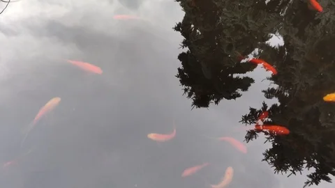 Goldfish Stock Footage