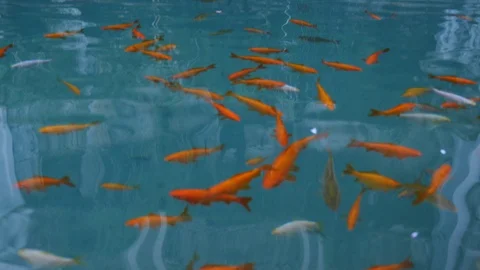 Goldfish Vídeo Stock 128870520