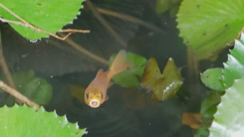 A goldfish Stock Footage 167535653