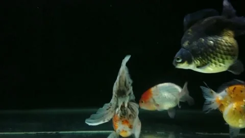 Goldfish Stock Footage 169982932