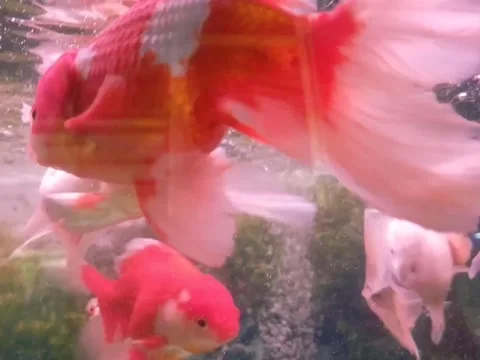 Goldfish Vídeo Stock 214365686