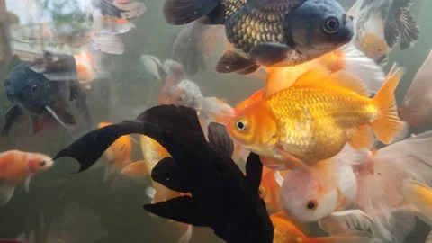 Goldfish Stock Footage 233317210