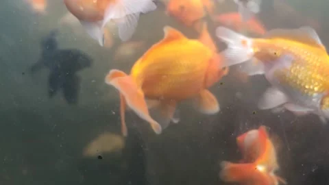Goldfish Stock Footage 233317376
