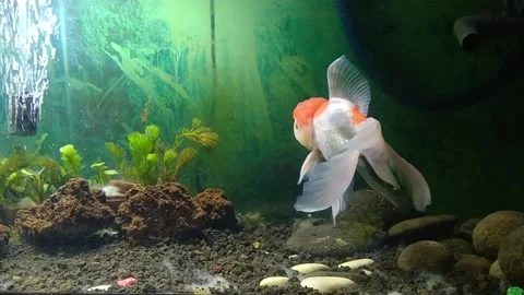 Goldfish Stock Footage 265181142