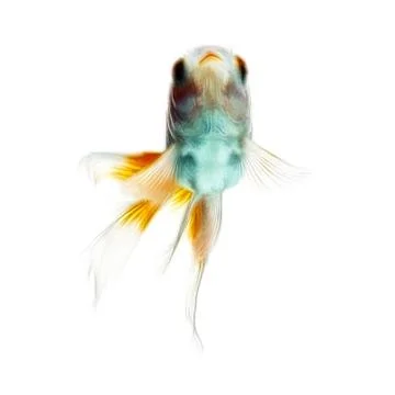 Goldfish fractals Ilustração Stock