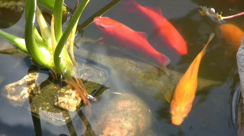 Goldfish in a garden pool Stock Footage 605763