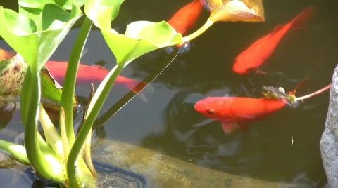 Goldfish in a garden pool Stock Footage 605775