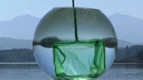 Goldfish getting caught Vidéo 21778241