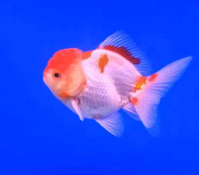 Goldfish in a glass cabinet Stock Photos