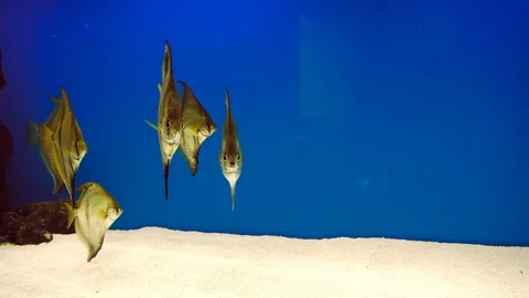 Goldfish gold fish Stock Footage 86214242