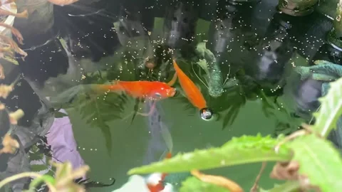 Goldfish. A goldfish can be seen swimming in a pond with clear water, eating Stock Footage 328071085