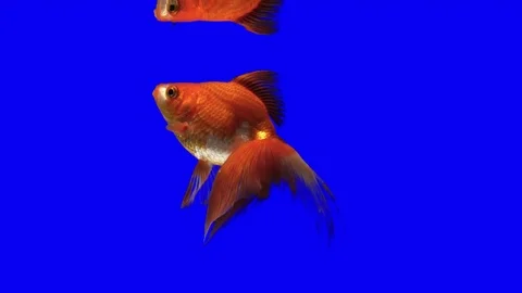 Goldfish Green Screen Effect 스톡 동영상 76098510