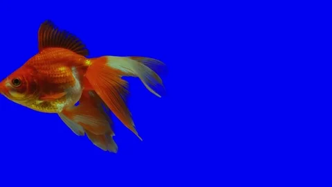 GoldFish on Green screen Stock Footage 76105231