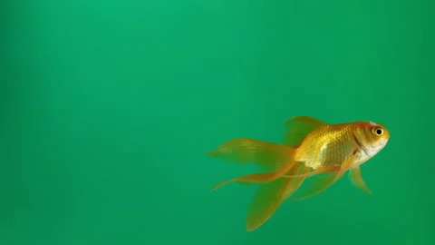Goldfish on the green screen. seamless loop Video stock 96269381