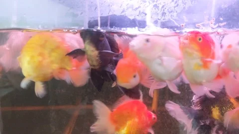 Goldfish group Stock Footage 220599784