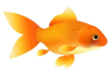 Goldfish Stock Illustration