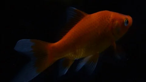 Goldfish isolated on black background Stock Footage 77240550