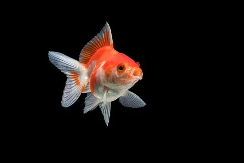 Goldfish isolated on black background. Stock Photos