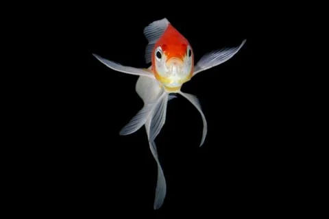 Goldfish isolated on a dark black background Stock Photos